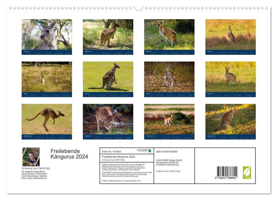 Free-living kangaroos (CALVENDO Premium Wall Calendar 2024) 