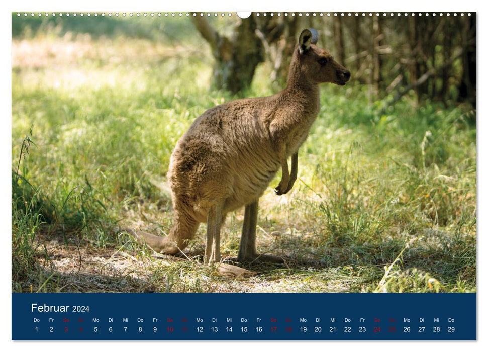 Kangourous vivant en liberté (Calendrier mural CALVENDO Premium 2024) 