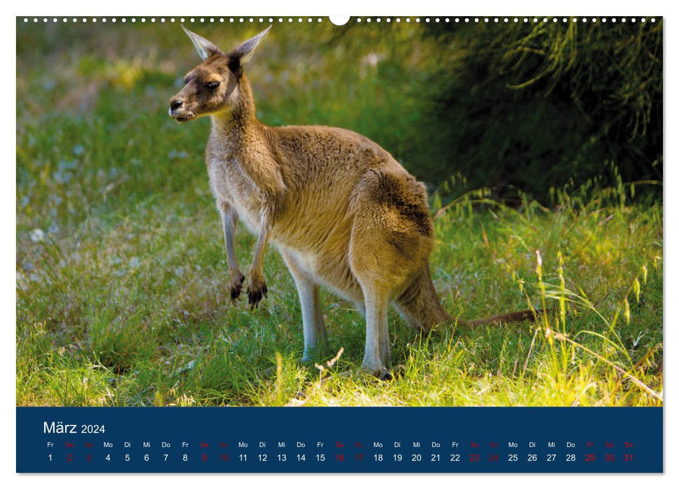 Freilebende Kängurus (CALVENDO Premium Wandkalender 2024)