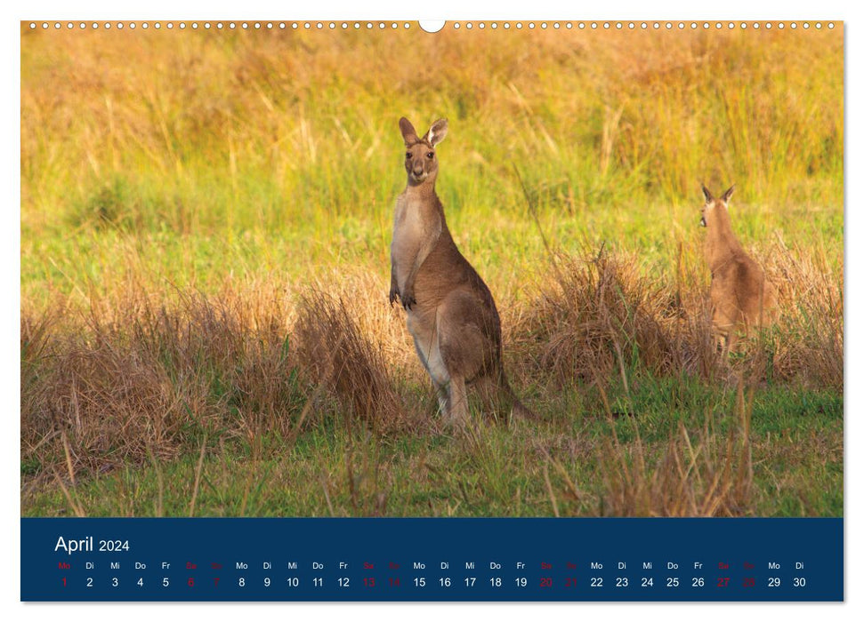 Kangourous vivant en liberté (Calendrier mural CALVENDO Premium 2024) 