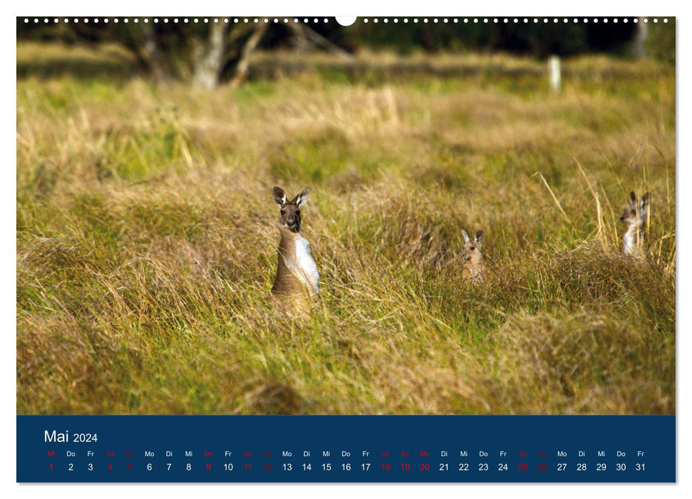 Kangourous vivant en liberté (Calendrier mural CALVENDO Premium 2024) 