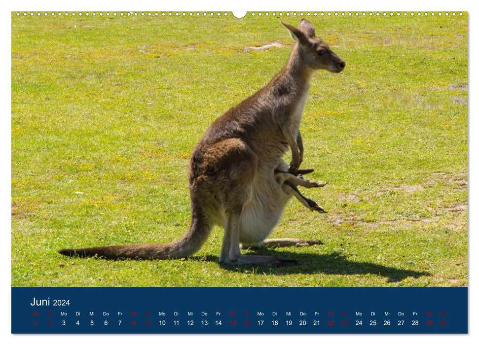 Kangourous vivant en liberté (Calendrier mural CALVENDO Premium 2024) 