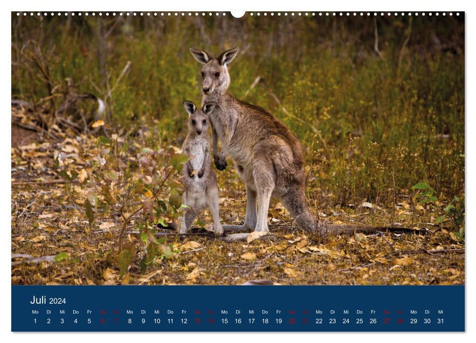 Kangourous vivant en liberté (Calendrier mural CALVENDO Premium 2024) 