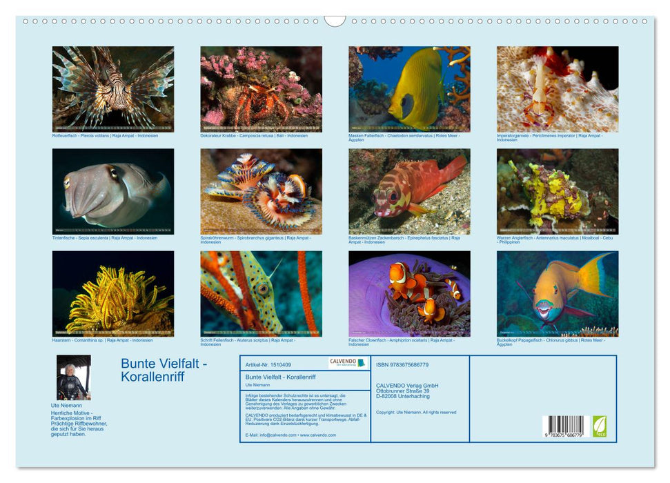 Bunte Vielfalt im Korallenriff (CALVENDO Wandkalender 2024)