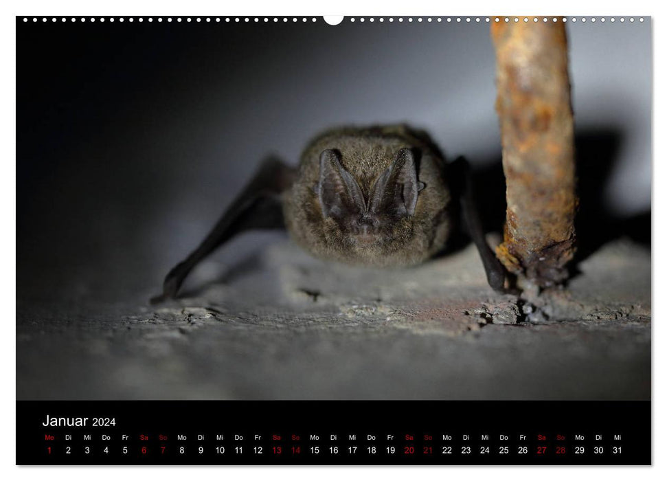 Fledermäuse - Jäger der Nacht (CALVENDO Wandkalender 2024)