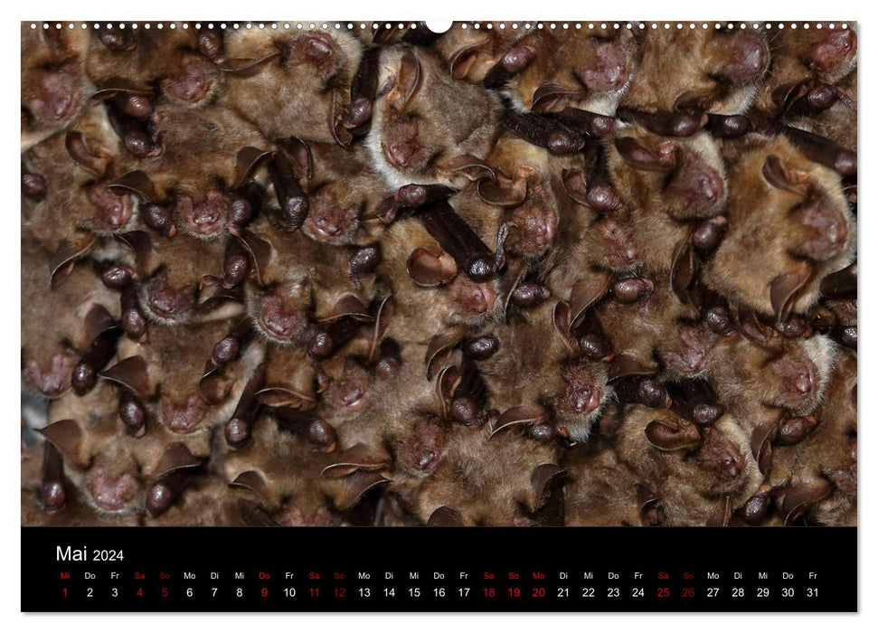 Fledermäuse - Jäger der Nacht (CALVENDO Wandkalender 2024)