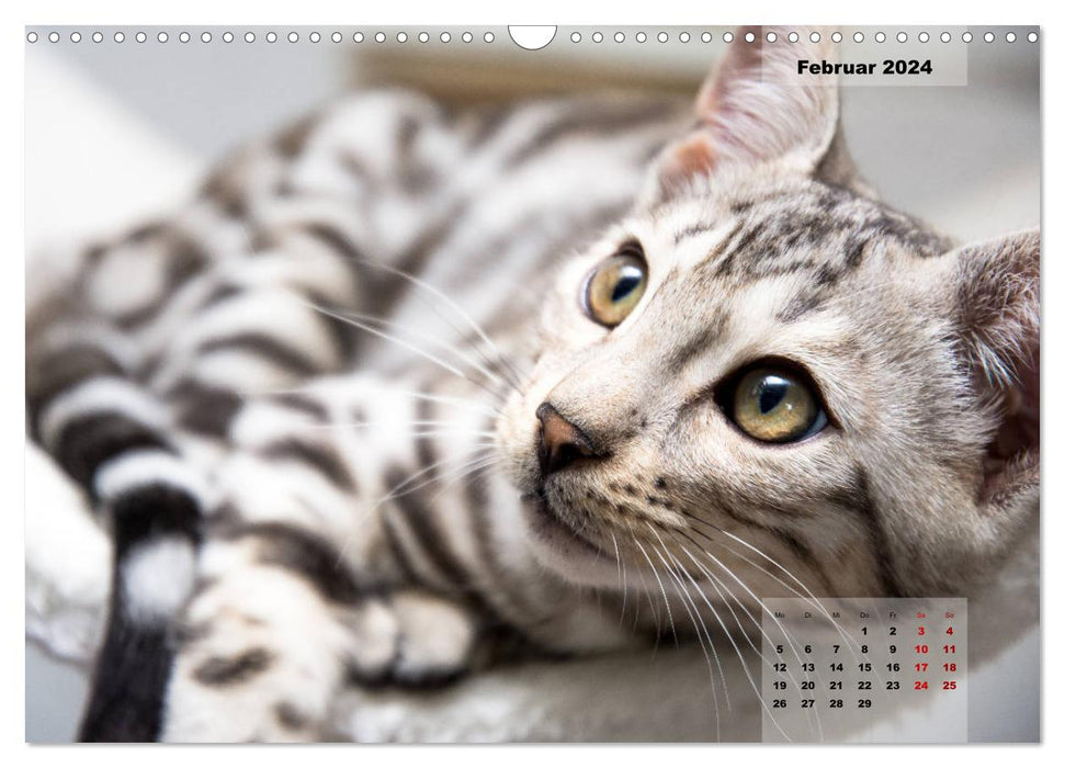Bengal Kätzchen 2 (CALVENDO Wandkalender 2024)