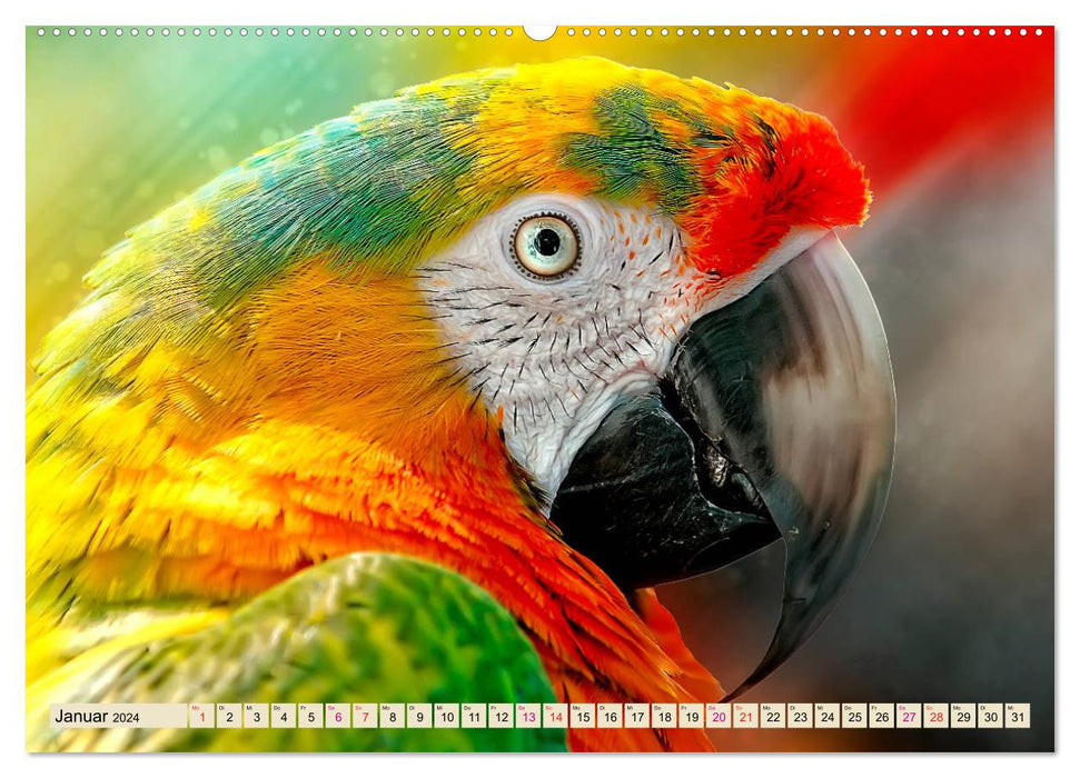Mein bunter Papagei (CALVENDO Premium Wandkalender 2024)