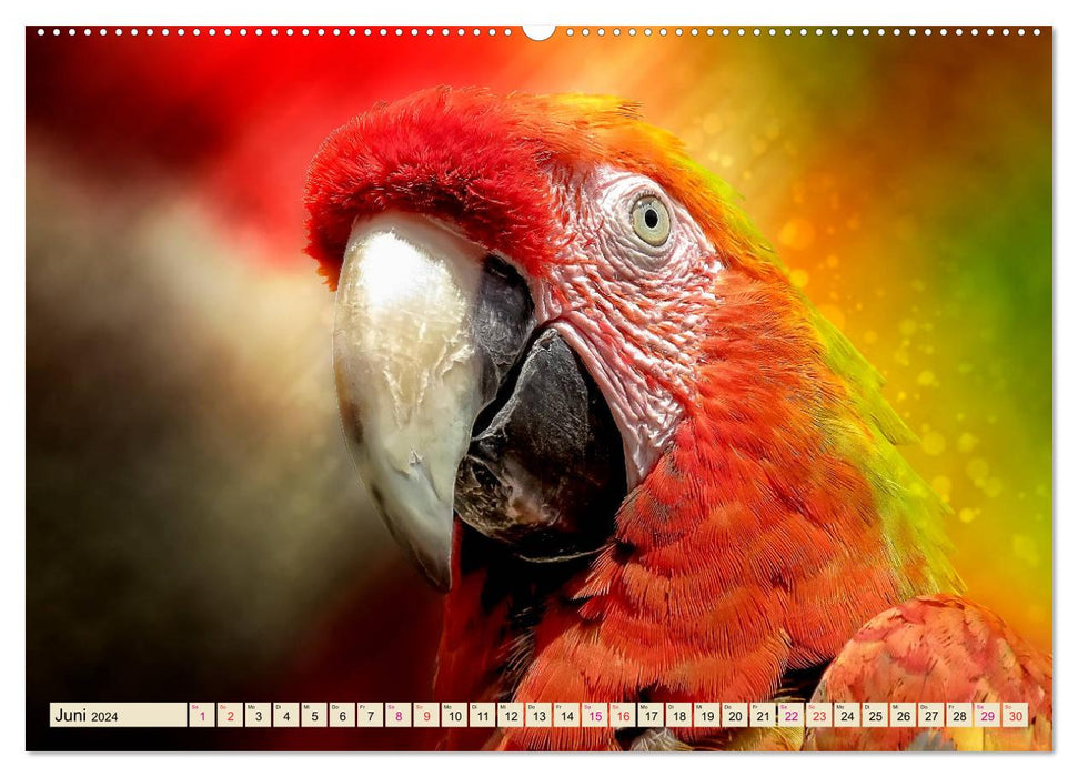 Mein bunter Papagei (CALVENDO Premium Wandkalender 2024)