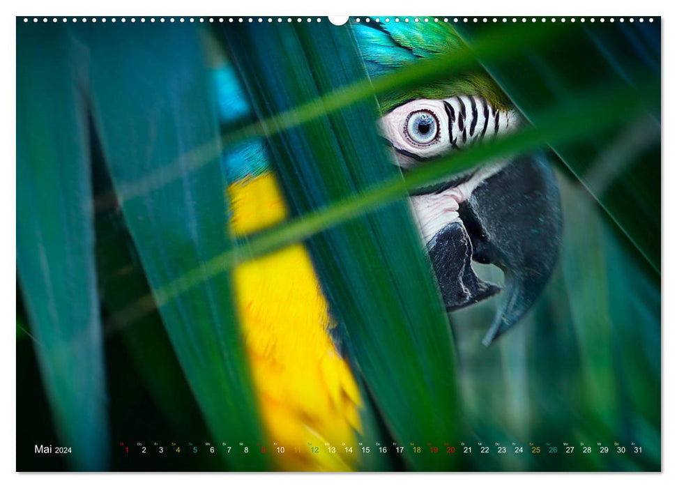 Dschungelleben - Tierportraits (CALVENDO Premium Wandkalender 2024)