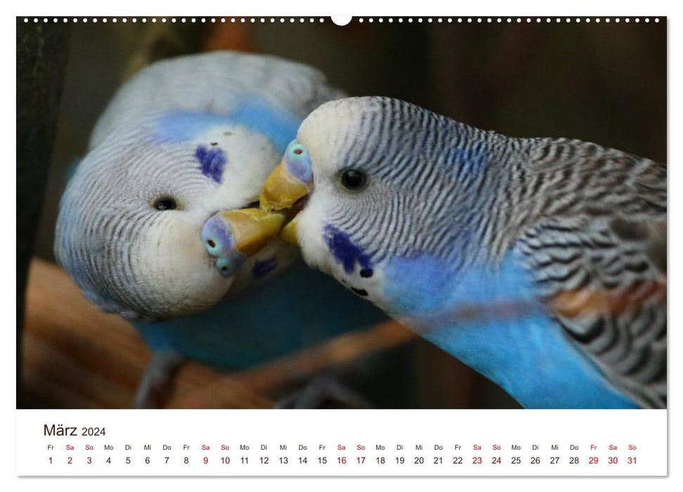Wellensittiche - der NEUE Kalender (CALVENDO Premium Wandkalender 2024)