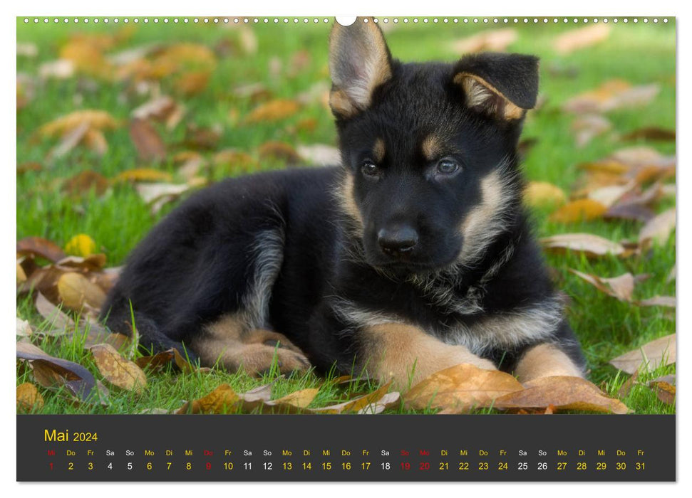 Chiot berger allemand – de la ligne de travail est-allemande (Calvendo Premium Wall Calendar 2024) 