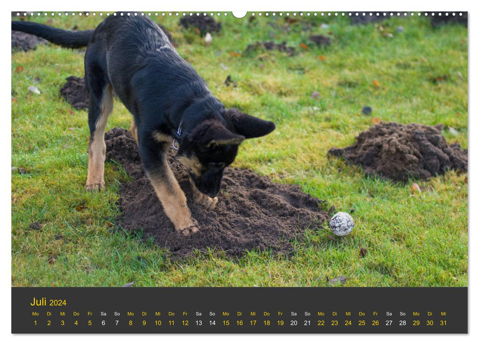 Deutscher Schäferhund-Welpe - aus der Ostdeutschen Arbeitslinie (CALVENDO Premium Wandkalender 2024)