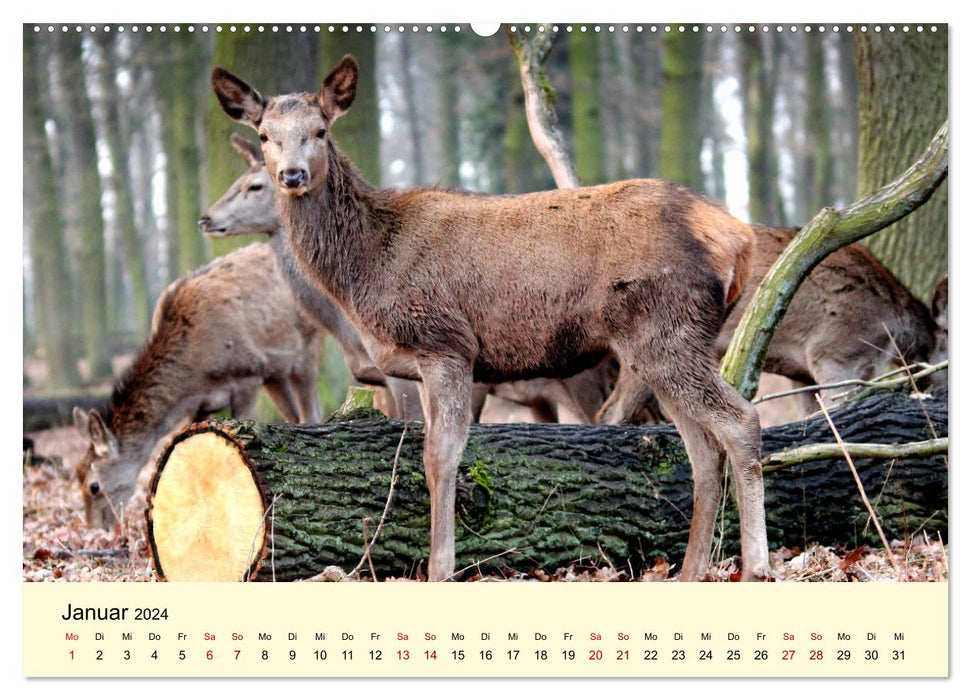 Le cerf élaphe - Le roi de nos forêts (Calendrier mural CALVENDO Premium 2024) 