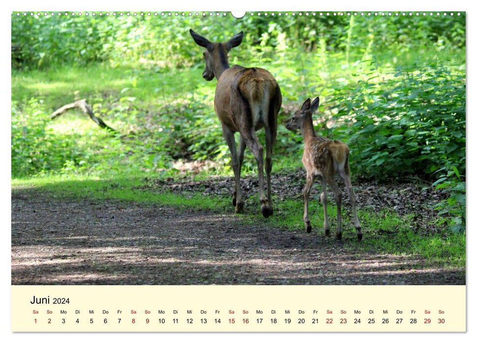 Le cerf élaphe - Le roi de nos forêts (Calendrier mural CALVENDO Premium 2024) 