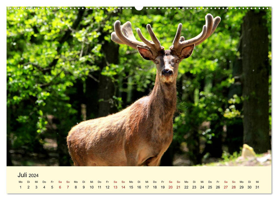 Le cerf élaphe - Le roi de nos forêts (Calendrier mural CALVENDO Premium 2024) 