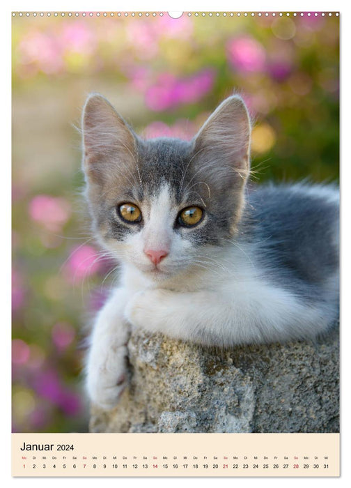 Katzen von Rhodos (CALVENDO Premium Wandkalender 2024)
