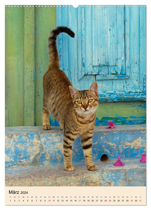 Katzen von Rhodos (CALVENDO Premium Wandkalender 2024)