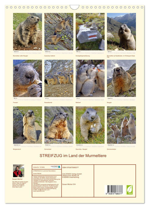 STREIFZUG im Land der Murmeltiere (CALVENDO Wandkalender 2024)
