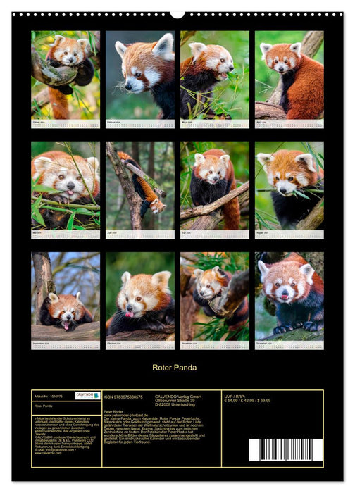 Roter Panda (CALVENDO Wandkalender 2024)