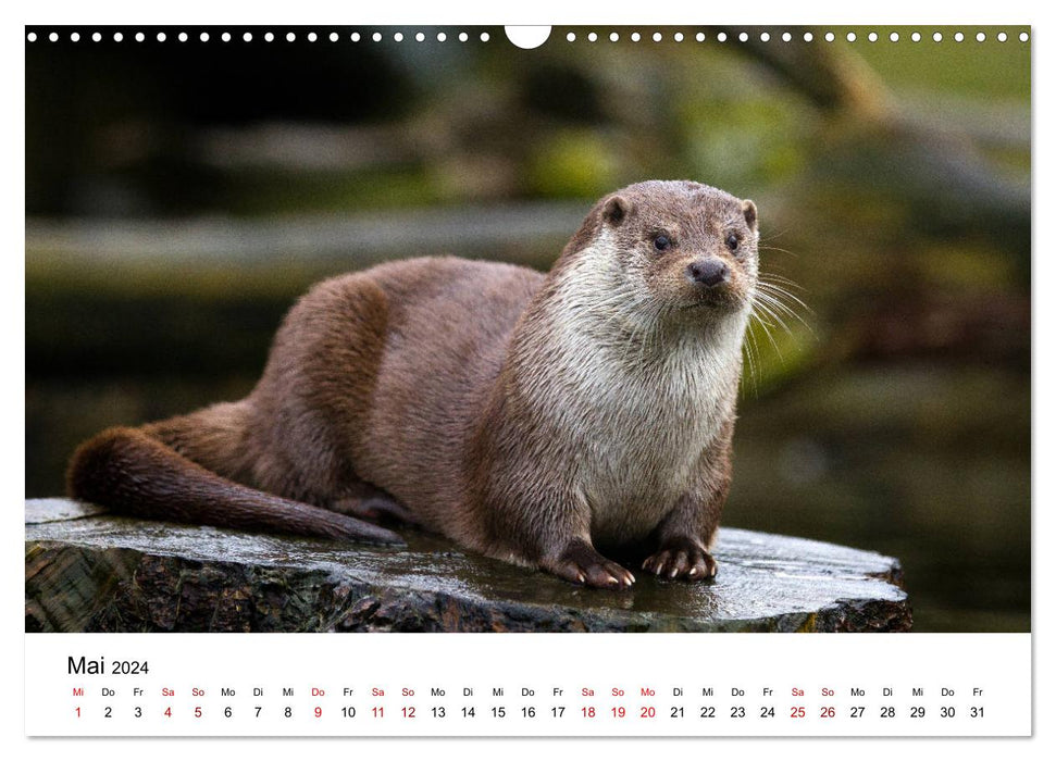 Otter - Jäger an Flüssen und Seen (CALVENDO Wandkalender 2024)