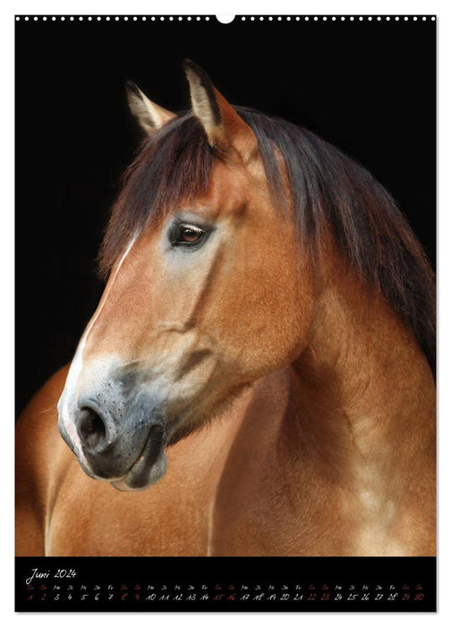 StudioArt Pferderassen im Porträt (CALVENDO Wandkalender 2024)