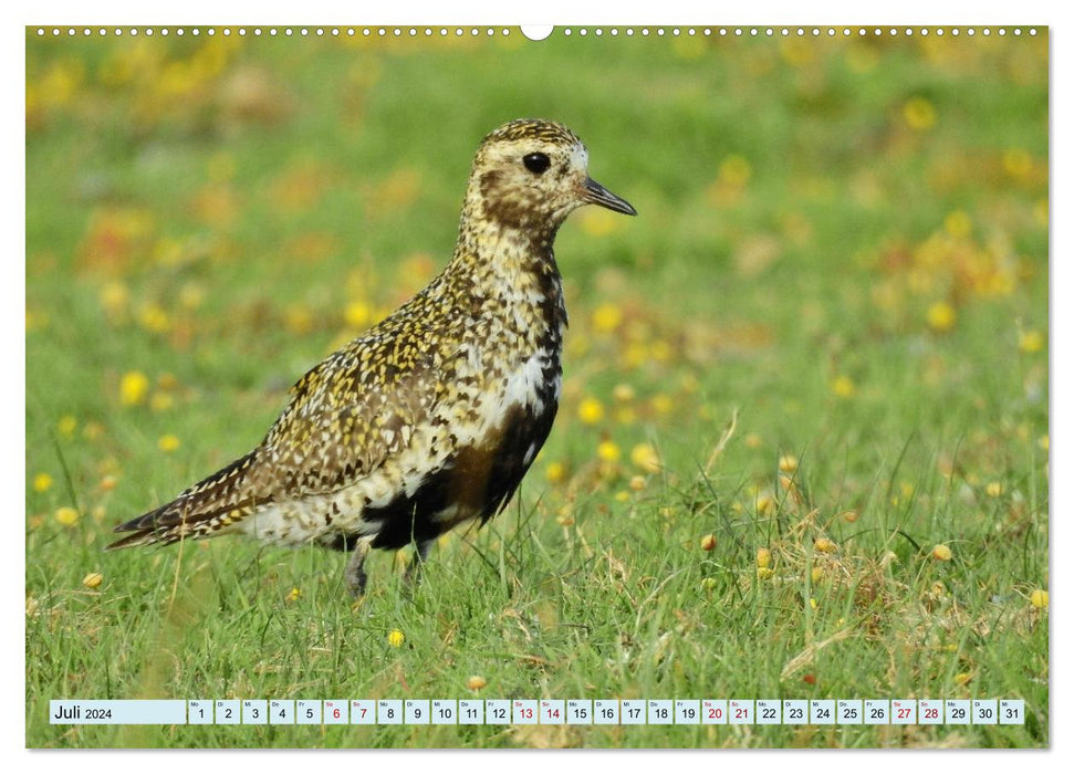 Faszination Zugvögel - Rekorde in der Vogelwelt (CALVENDO Premium Wandkalender 2024)