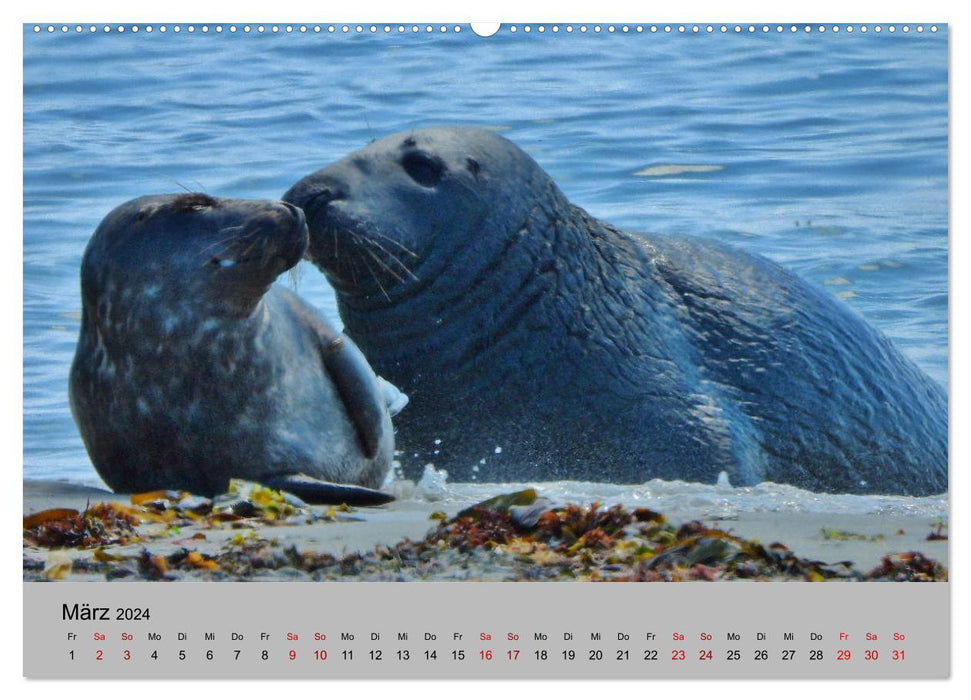 Wilder Nordosten - Aug in Aug mit Tieren der Ostseeregion (CALVENDO Premium Wandkalender 2024)