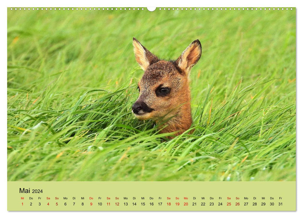 Wilder Nordosten - Aug in Aug mit Tieren der Ostseeregion (CALVENDO Premium Wandkalender 2024)