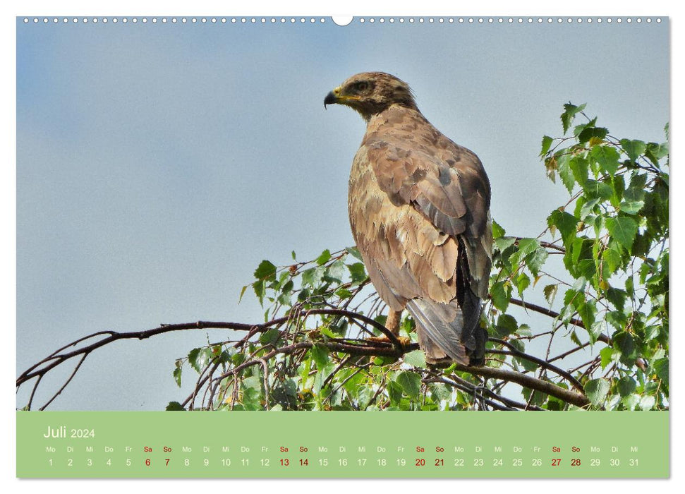 Wilder Nordosten - Aug in Aug mit Tieren der Ostseeregion (CALVENDO Premium Wandkalender 2024)