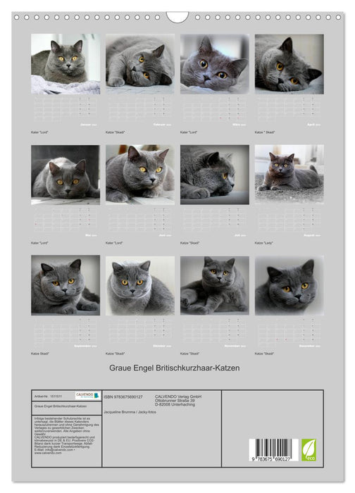 Graue Engel - Britischkurzhaar-Katzen (CALVENDO Wandkalender 2024)