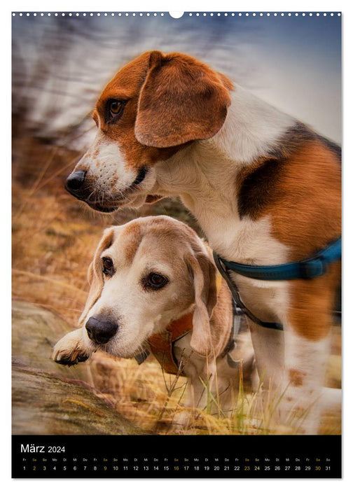 Beagle Action - Wilde Kuscheltiere (CALVENDO Wandkalender 2024)