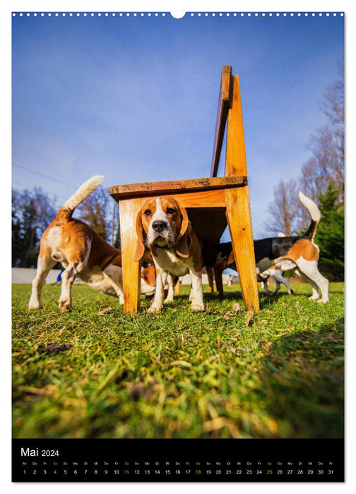 Beagle Action - Wilde Kuscheltiere (CALVENDO Wandkalender 2024)