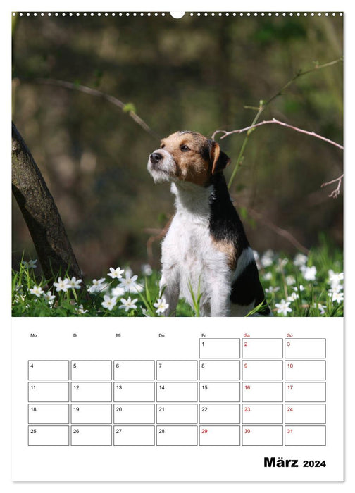 Tender Fellows - Parson Russell Terrier (CALVENDO Wandkalender 2024)