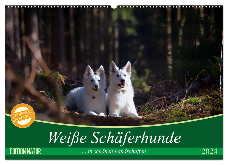 Weiße Schäferhunde in schönen Landschaften (CALVENDO Wandkalender 2024)