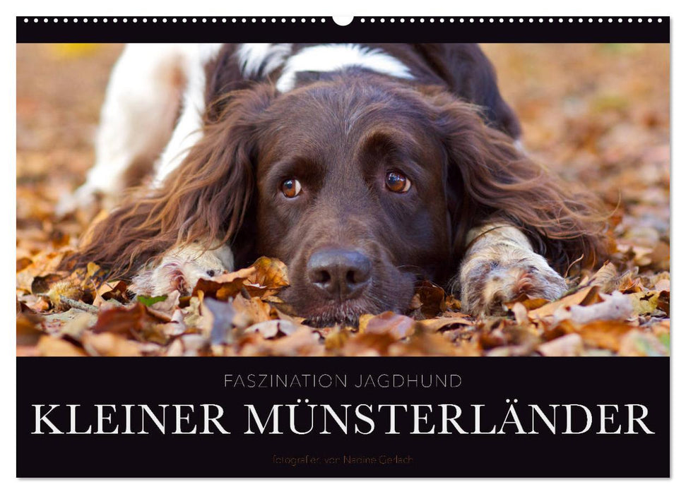 Faszination Jagdhund - Kleiner Münsterländer (CALVENDO Wandkalender 2024)