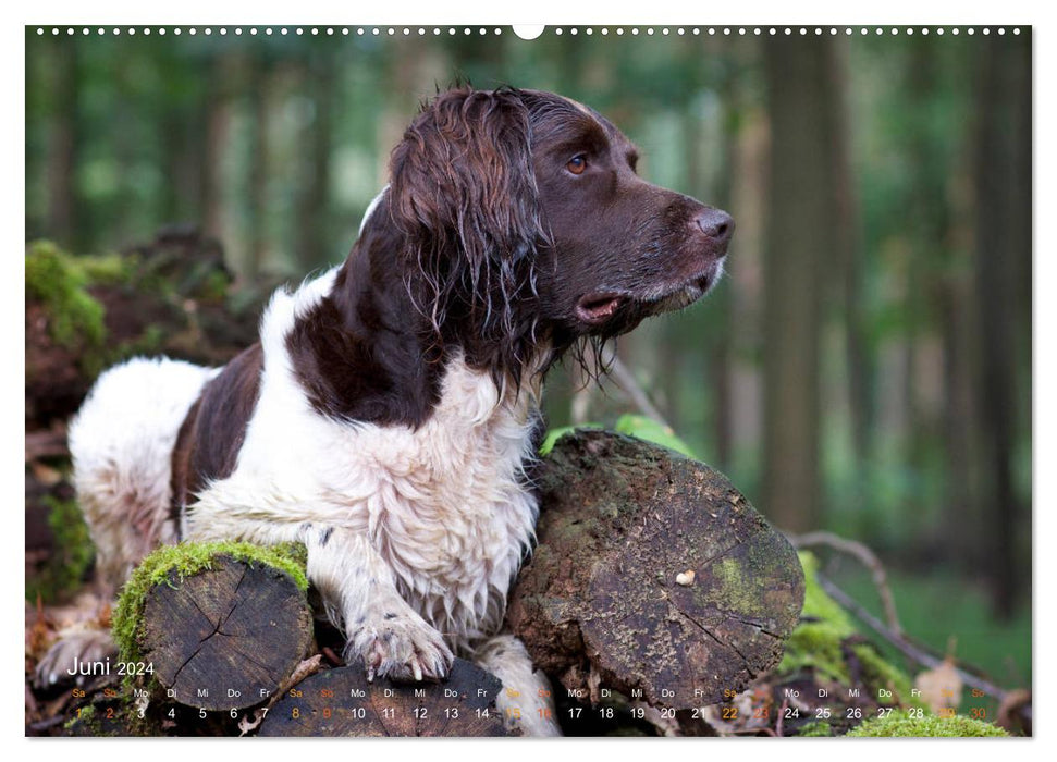 Faszination Jagdhund - Kleiner Münsterländer (CALVENDO Wandkalender 2024)