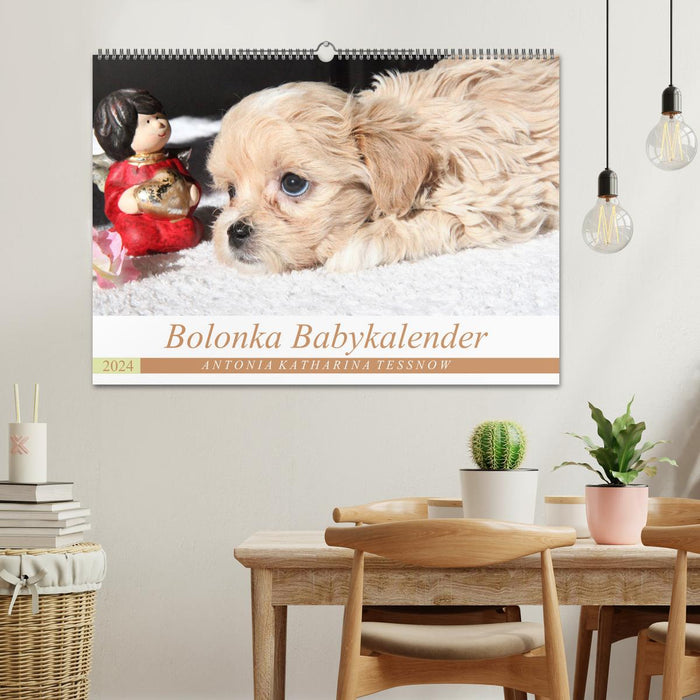 Bolonka Babykalender 2024 (CALVENDO Wandkalender 2024)