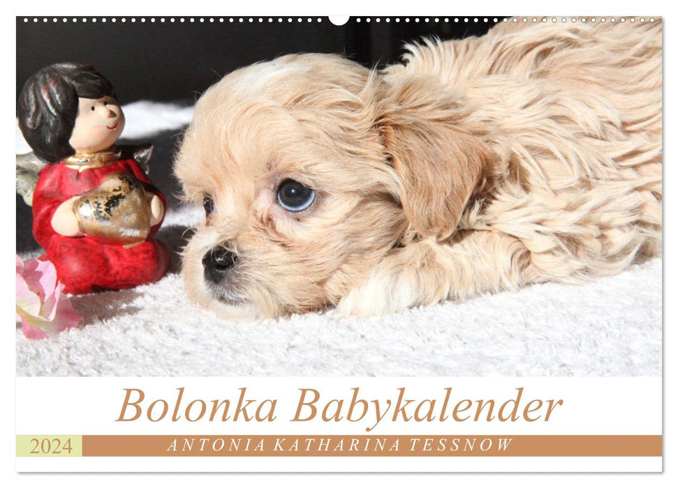 Bolonka Babykalender 2024 (CALVENDO Wandkalender 2024)