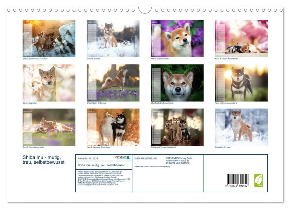 Shiba Inu - mutig, treu, selbstbewusst (CALVENDO Wandkalender 2024)