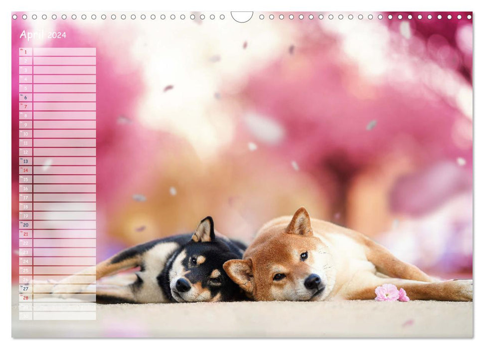 Shiba Inu - mutig, treu, selbstbewusst (CALVENDO Wandkalender 2024)