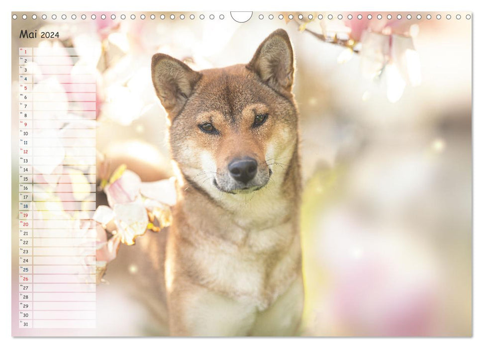 Shiba Inu - mutig, treu, selbstbewusst (CALVENDO Wandkalender 2024)