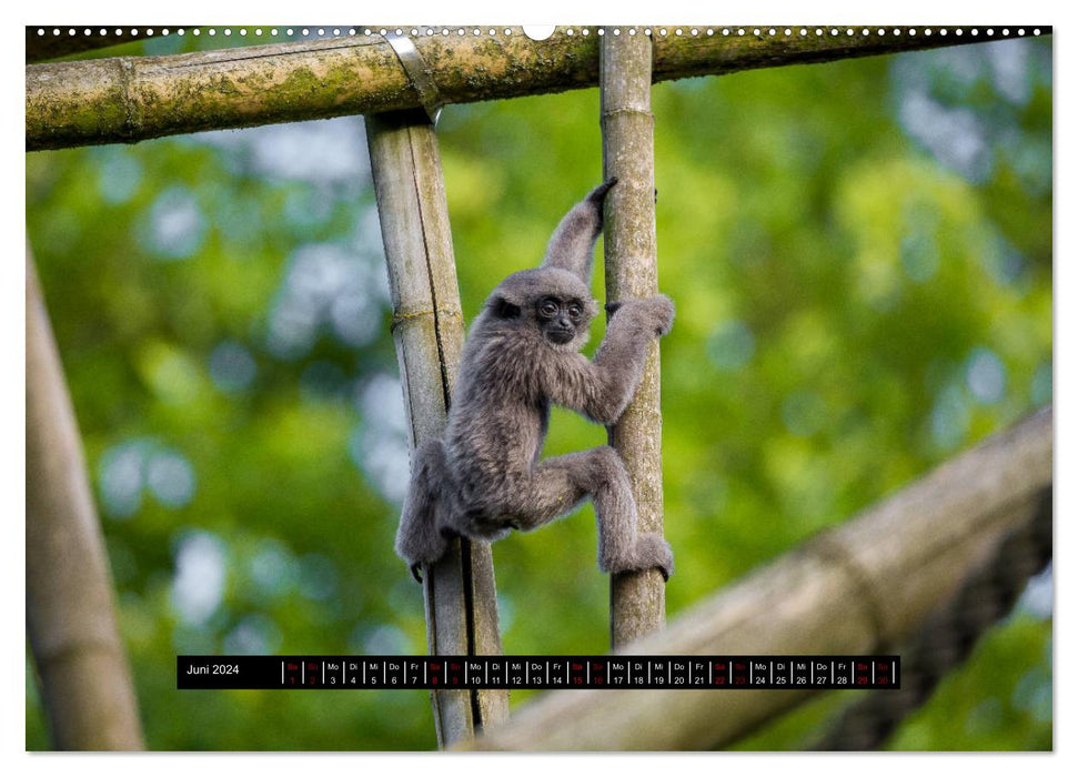 Welt der Affen (CALVENDO Premium Wandkalender 2024)