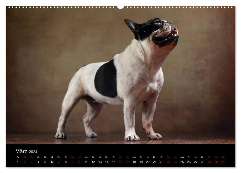 Charm on Four Paws - French Bulldog Portraits (CALVENDO Premium Wall Calendar 2024) 