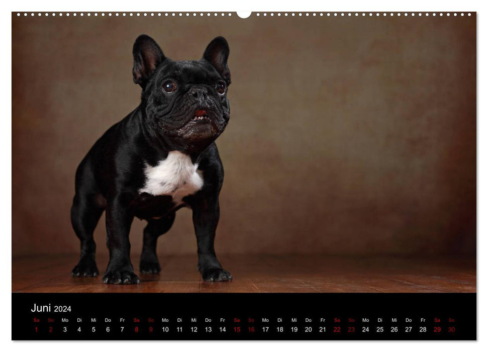 Charm on Four Paws - French Bulldog Portraits (CALVENDO Premium Wall Calendar 2024) 