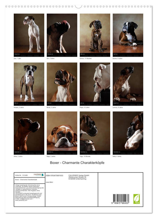 Boxer - Charmante Charakterköpfe (CALVENDO Premium Wandkalender 2024)