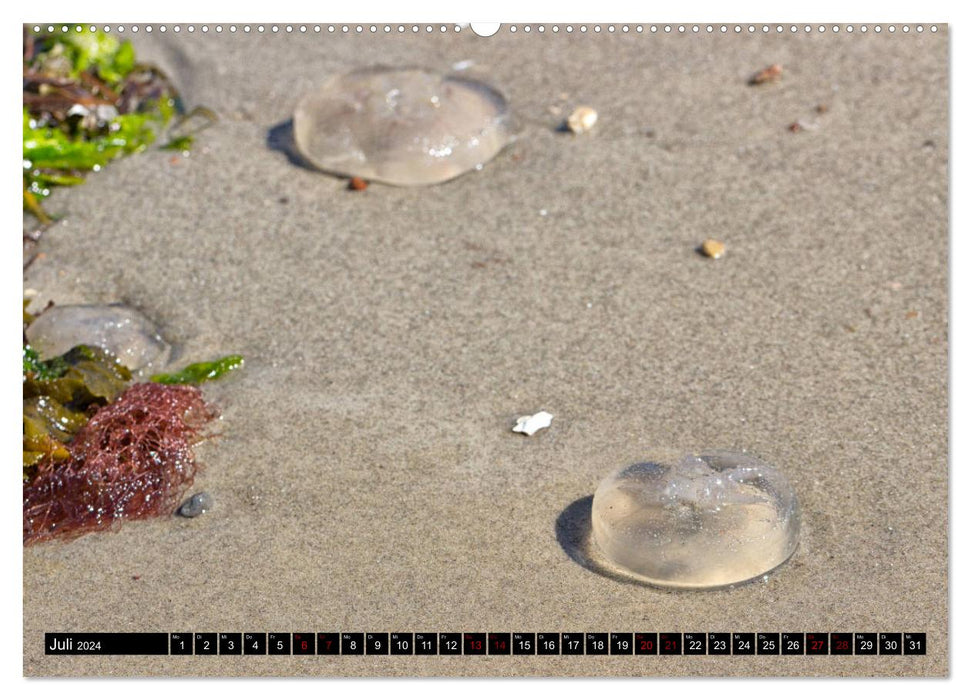 Laboe - Urlaub am Meer (CALVENDO Premium Wandkalender 2024)