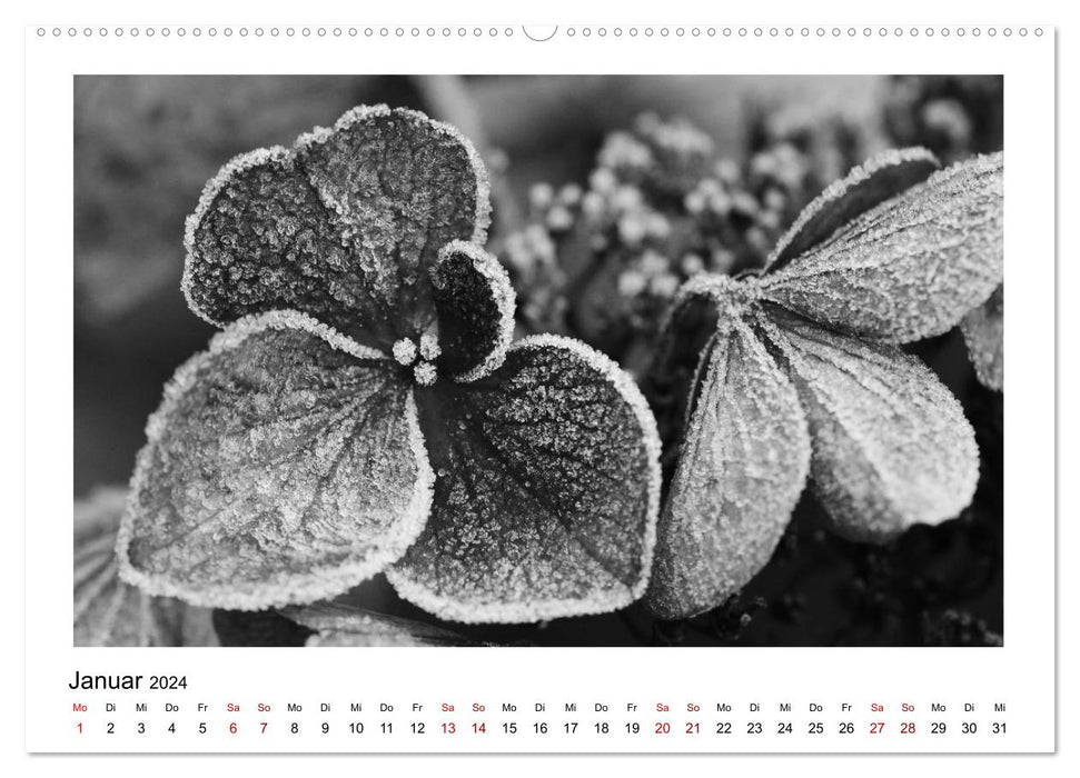 The graphic beauty of plants – black and white (CALVENDO Premium Wall Calendar 2024) 