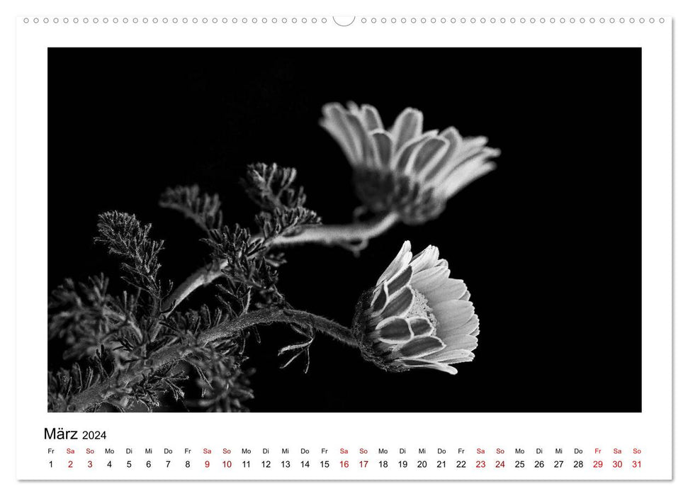 The graphic beauty of plants – black and white (CALVENDO Premium Wall Calendar 2024) 