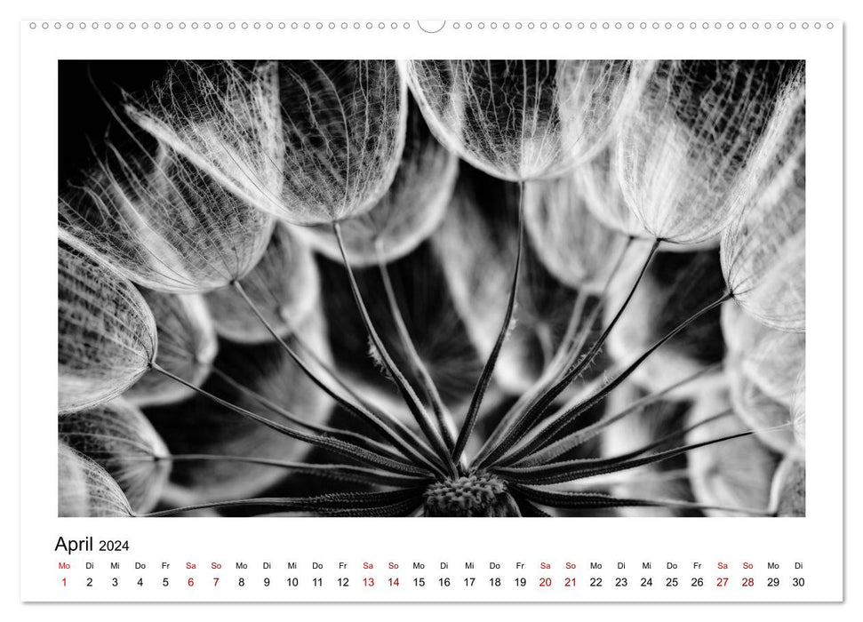 The graphic beauty of plants – black and white (CALVENDO Premium Wall Calendar 2024) 